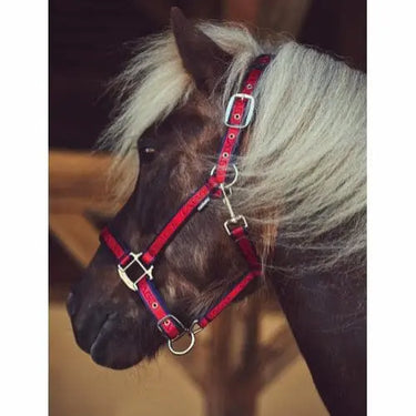 Buy Catago Halter| Online for Equine