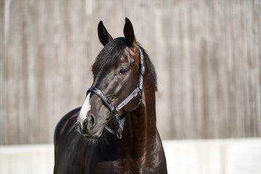 Catago Rae Halter| Online For Equine