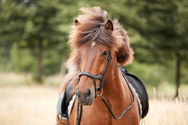 Catago Raja Icelandic Bridle| Online For Equine