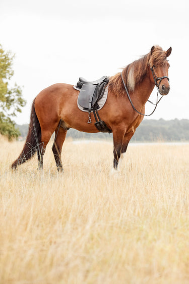 Catago Raja Icelandic Bridle| Online For Equine