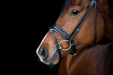 Buy Catago Savi Bridle| Online for Equine