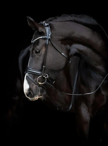 Buy Catago Shay Rolled Bridle| Online for Equine
