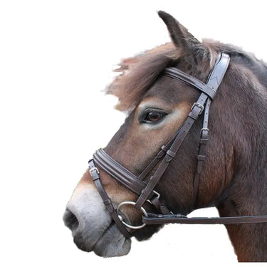 Buy Cavaletti Collection Discovery Flash Bridle| Online for Equine
