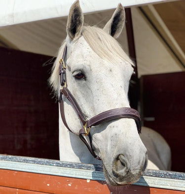 Cavaletti Collection Elise Leather Headcollar| Online For Equine