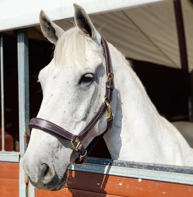 Cavaletti Collection Elise Leather Headcollar| Online For Equine