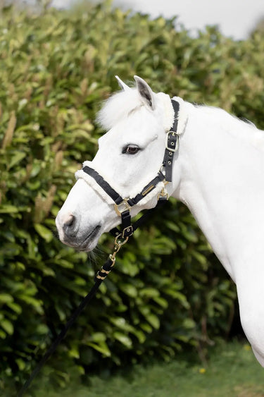Coldstream Langlee Luxury Head Collar & Lead Rope| Online For Equine