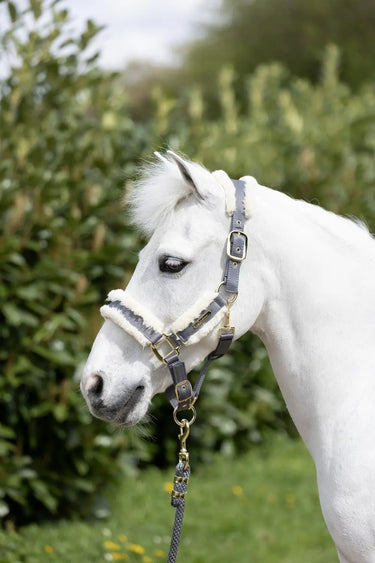 Coldstream Langlee Luxury Head Collar & Lead Rope| Online For Equine