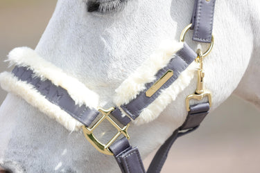 Coldstream Langlee Luxury Head Collar & Lead Rope| Online For Equine