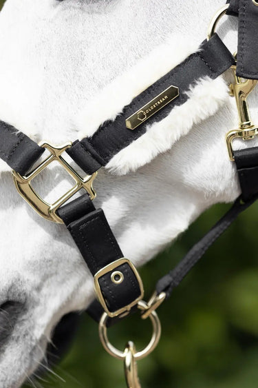 Coldstream Langlee Luxury Head Collar & Lead Rope| Online For Equine