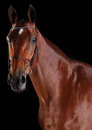 Buy Collegiate ComFiTec Crystal Bridle| Online for Equine