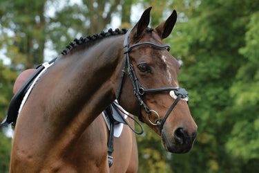 Buy Collegiate ComFiTec Grackle Bridle| Online for Equine