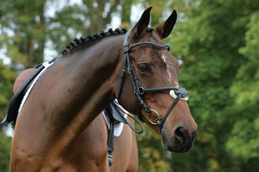 Buy Collegiate ComFiTec Grackle Bridle| Online for Equine