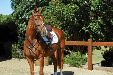 Buy Collegiate ComFiTec Grackle Bridle| Online for Equine