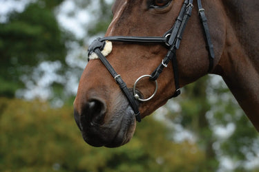 Buy Collegiate ComFiTec Grackle Bridle| Online for Equine