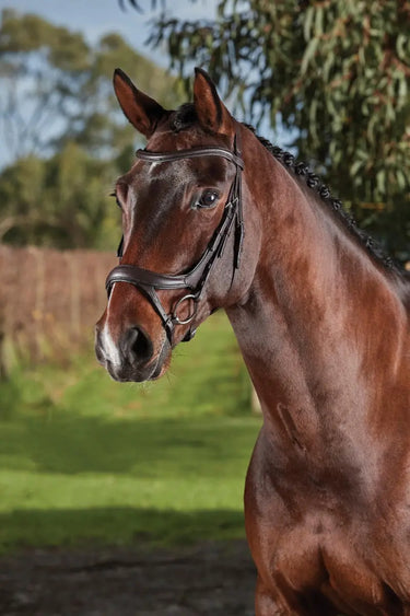 Buy Collegiate ComFiTec Vogue Anatomical Bridle| Online for Equine