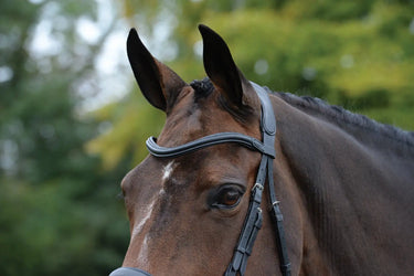 Buy Collegiate ComFiTec Vogue Anatomical Bridle| Online for Equine
