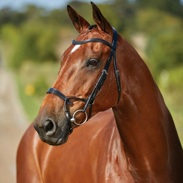 Buy Collegiate ComfiTec Training Bridle| Online for Equine