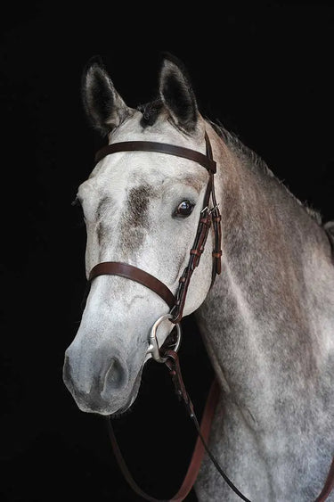 Buy Collegiate Hunt Cavesson Bridle IV| Online for Equine