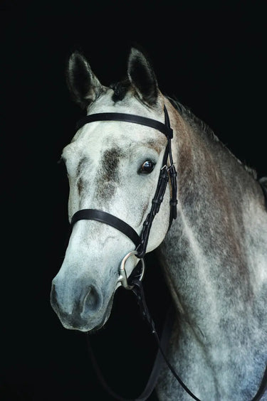 Buy Collegiate Hunt Cavesson Bridle IV| Online for Equine