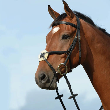 Buy Collegiate Syntovia + Padded Raised Figure 8 Bridle| Online for Equine