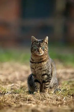 Buy Country Greeting Cards| Online for Equine