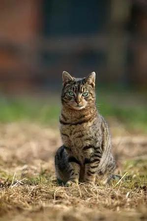 Buy Country Greeting Cards| Online for Equine