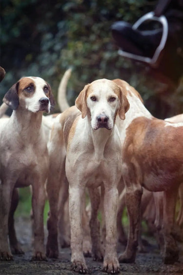 Buy Country Greeting Cards| Online for Equine