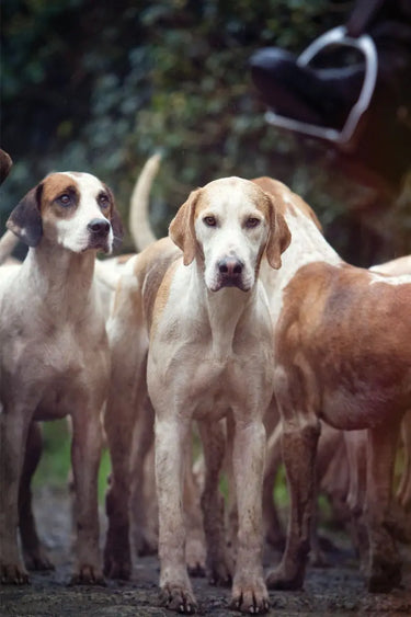 Buy Country Greeting Cards| Online for Equine