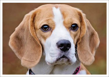 Buy Country Greeting Cards| Online for Equine