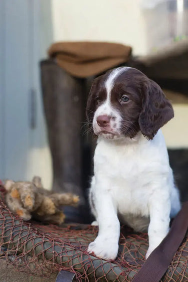 Buy Country Greeting Cards| Online for Equine