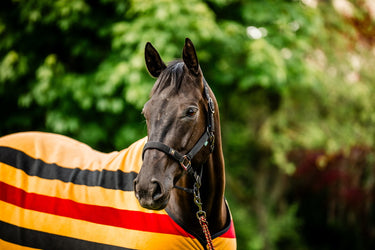 Horseware Ireland Newmarket Headcollar & Leadrope Witney Gold