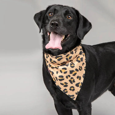 Buy Digby & Fox Bandana| Online for Equine