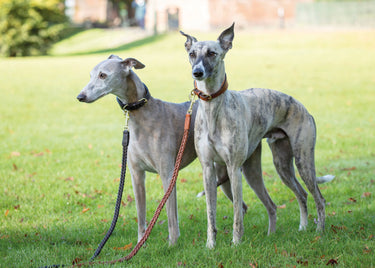 Digby & Fox Tan Plaited Dog Lead| Online For Equine