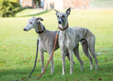 Digby & Fox Tan Plaited Dog Lead| Online For Equine