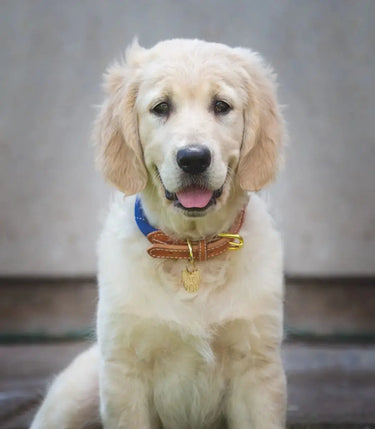 Buy Digby & Fox Reflective Dog Collar| Online for Equine