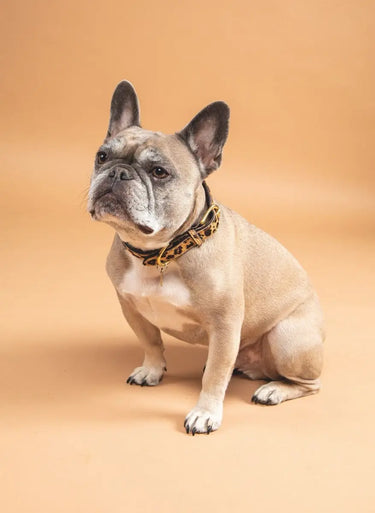 Buy Digby & Fox Cow Hair Dog Collar| Online for Equine