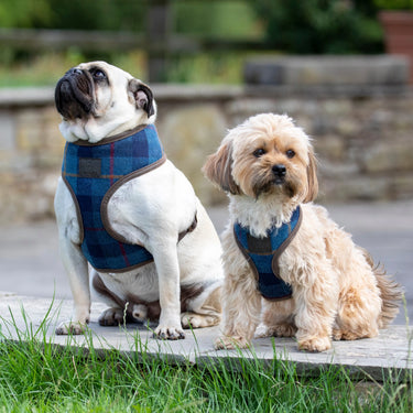 Digby & Fox Navy Tweed Dog Harness| Online For Equine