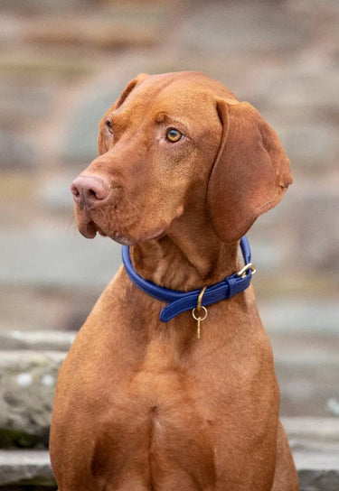 Digby & Fox Royal Rolled Leather Dog Collar| Online For Equine