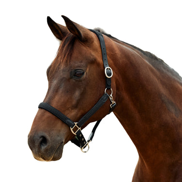 Dublin Braided Leather Headcollar| Online For Equine