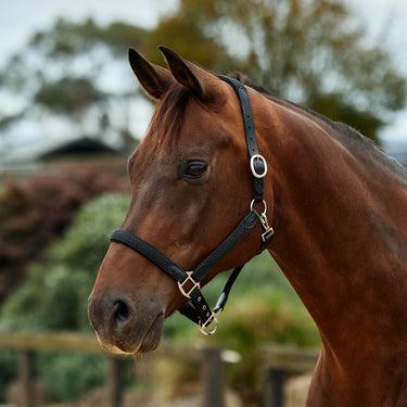 Dublin Braided Leather Headcollar| Online For Equine