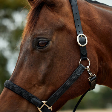 Dublin Braided Leather Headcollar| Online For Equine