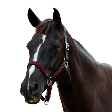 Dublin Braided Leather Headcollar| Online For Equine