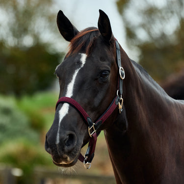 Dublin Braided Leather Headcollar| Online For Equine