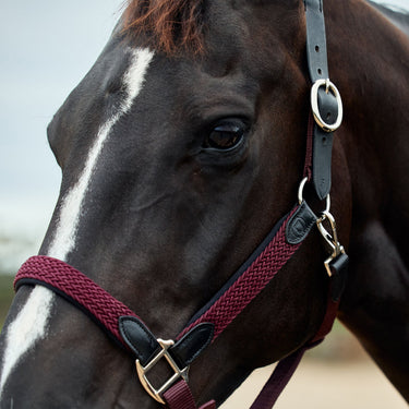 Dublin Braided Leather Headcollar| Online For Equine