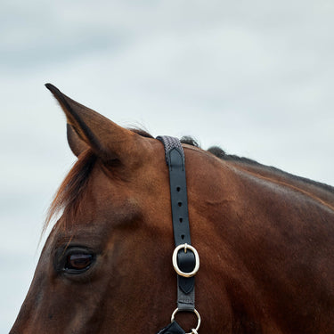 Dublin Braided Leather Headcollar| Online For Equine