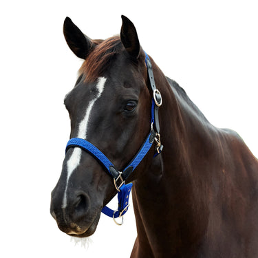 Dublin Braided Leather Headcollar| Online For Equine