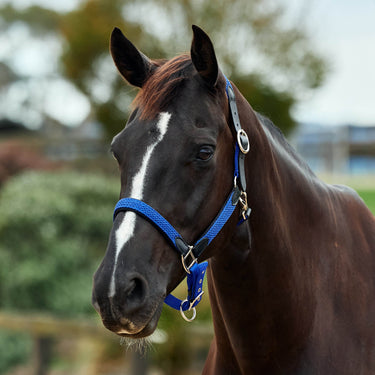 Dublin Braided Leather Headcollar| Online For Equine