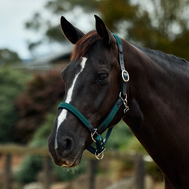 Dublin Braided Leather Headcollar| Online For Equine