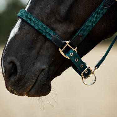 Dublin Braided Leather Headcollar| Online For Equine