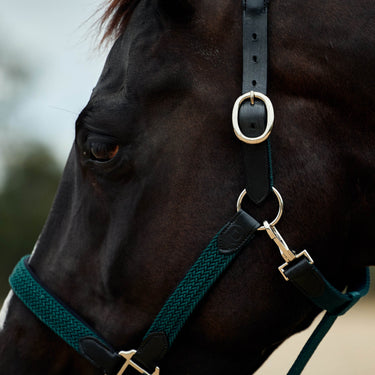 Dublin Braided Leather Headcollar| Online For Equine